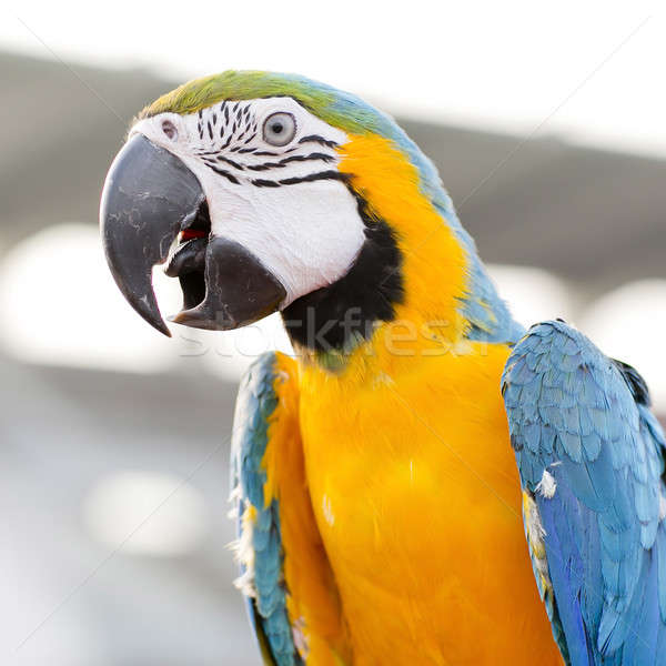 Pasăre plante animal ramură luminos colorat Imagine de stoc © art9858