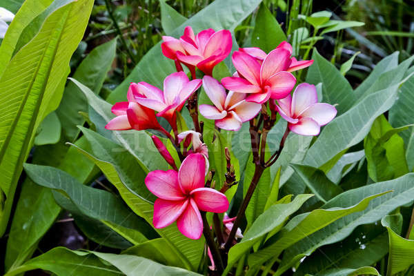 Pink Plumeria flowers with green leaf Stock photo © art9858