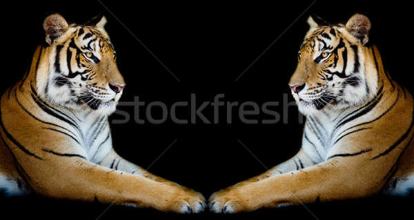 Twin beautiful tiger face to face isolated on black background Stock photo © art9858