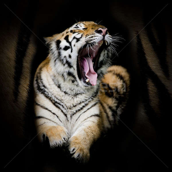 Bengalski Tygrys oczy charakter kot piękna Zdjęcia stock © art9858