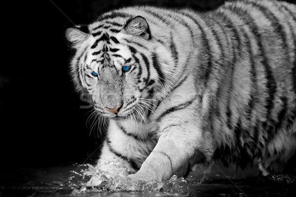 white tiger Stock photo © art9858