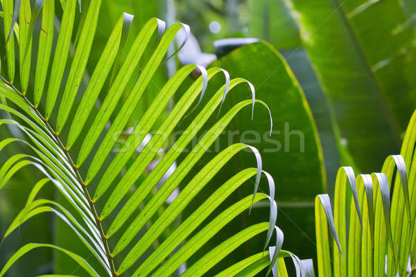 Folha floresta jardim verde papel de parede tropical Foto stock © art9858