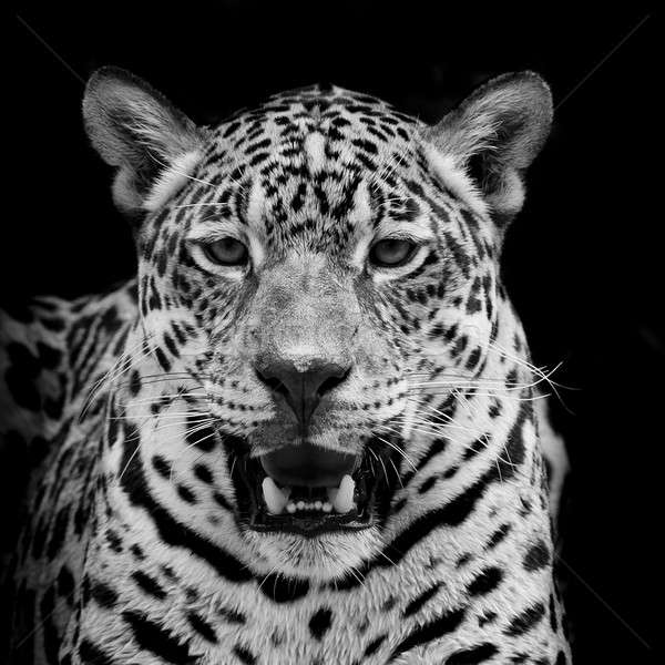 Jaguar ritratto occhi faccia cat sfondo Foto d'archivio © art9858