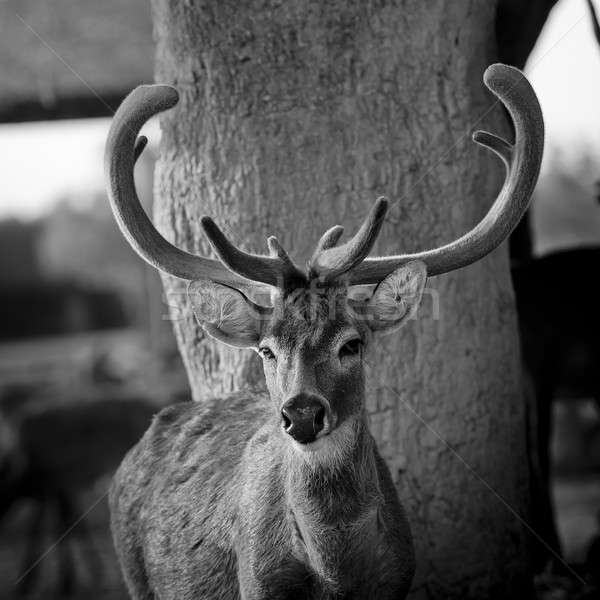 Black and white color beautiful image of red deer stag in forest Stock photo © art9858