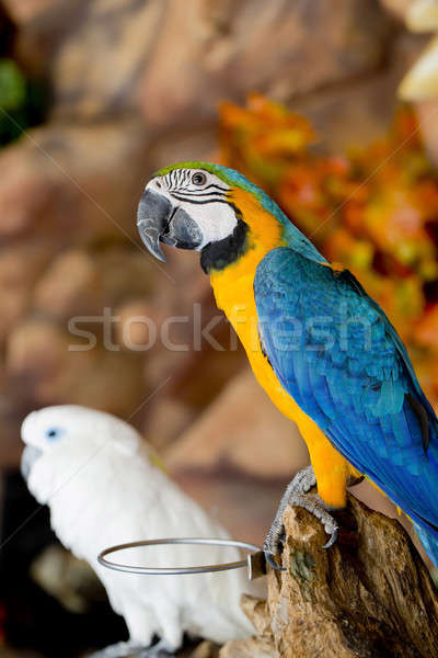 Stock photo: couple macaws sitting on log.