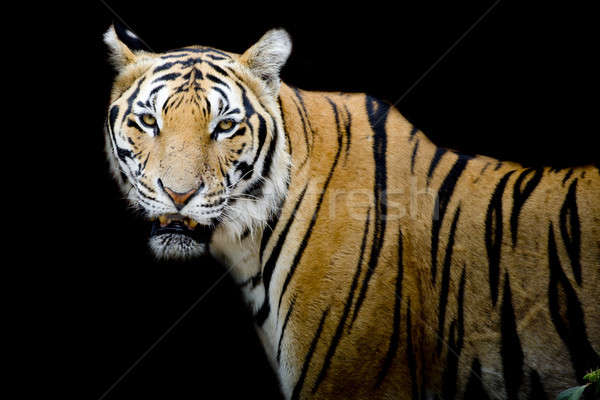 Tygrys portret bengalski czarny głowie piękna Zdjęcia stock © art9858