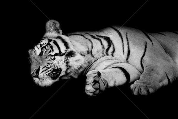 Fekete fehér tigris alszik oldal izolált Stock fotó © art9858