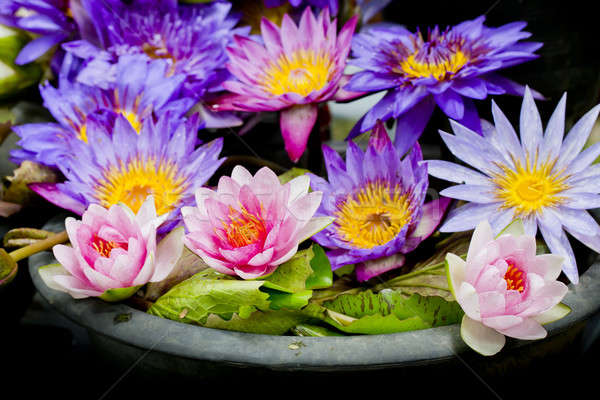 Lotus multicolored. Many colorful lotus flowers in earthen basin Stock photo © art9858