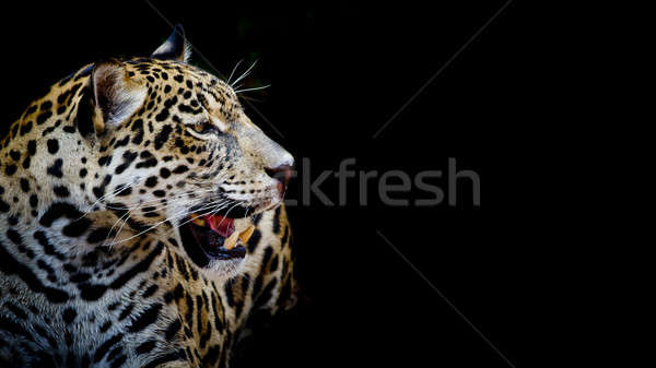 關閉 捷豹 肖像 性質 藝術 非洲 商業照片 © art9858