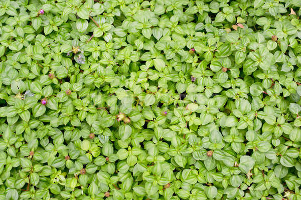 green leaf background Stock photo © art9858