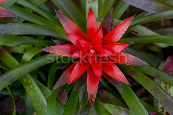 Red Bromeliads Stock photo © art9858