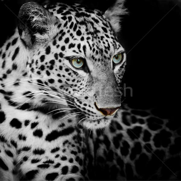 Zdjęcia stock: Leopard · portret · twarz · kot · Tygrys · parku