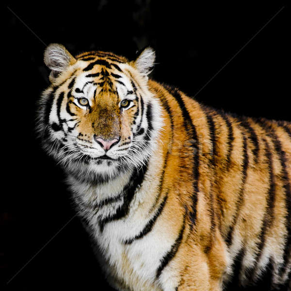 Tiger Gesicht Schönheit grünen Kopf Tier Stock foto © art9858