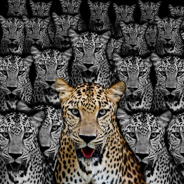 Leopard portrait Stock photo © art9858
