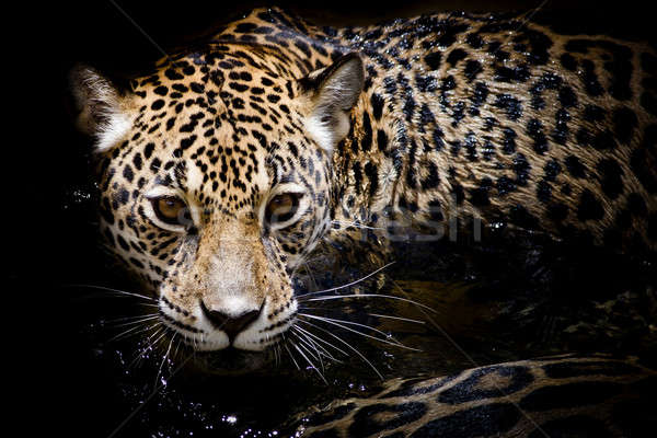 Jaguar portret ochi natură fundal tigru Imagine de stoc © art9858