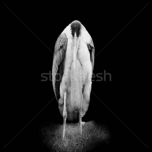 Greater Adjutant Stork - Leptoptilop Dubius Stock photo © art9858