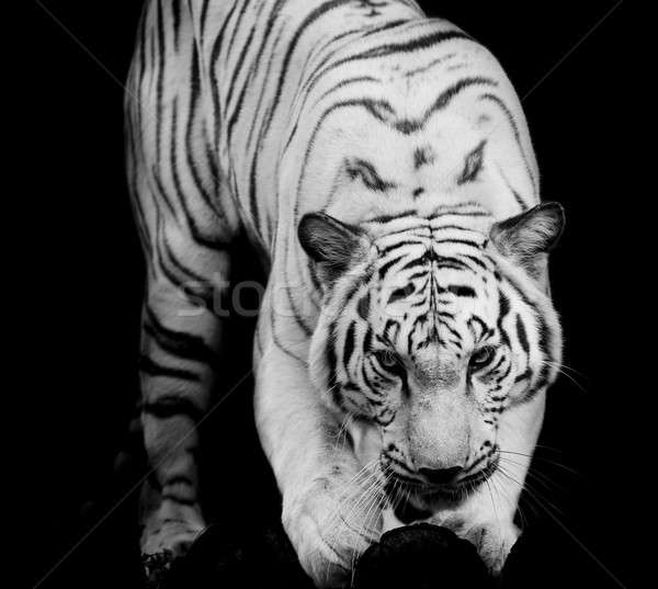 WhiteTiger, portrait of a bengal tiger. Stock photo © art9858