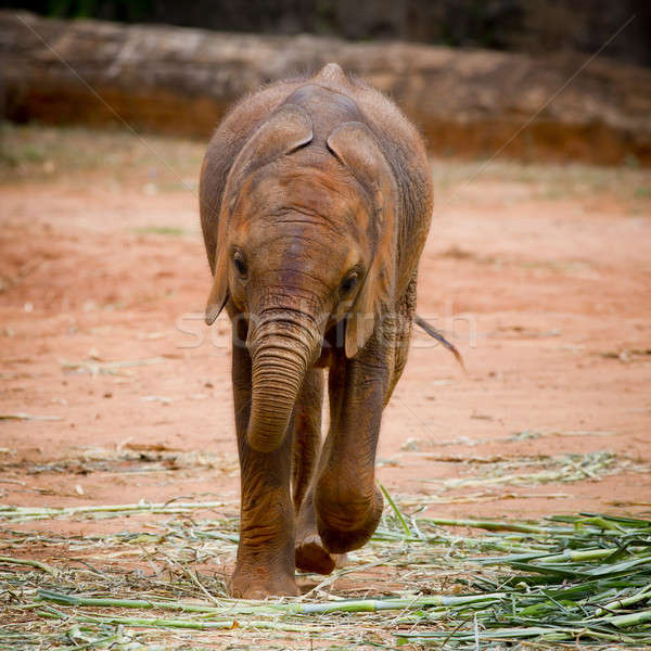 Baby elephant Stock photo © art9858