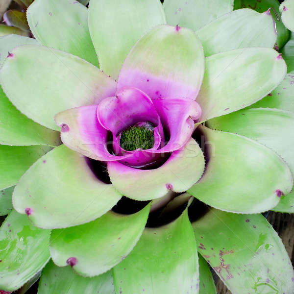 Pink Bromeliads Stock photo © art9858