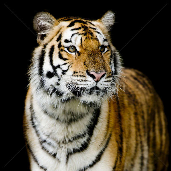 Tigre cara beleza verde cabeça selva Foto stock © art9858