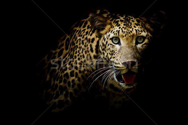 Close up portrait of leopard with intense eyes Stock photo © art9858