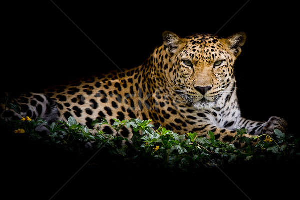 Leoparden Porträt Baum Katze Mund Stock foto © art9858