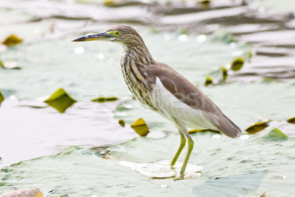 Chinese Pond Heron Stock photo © art9858