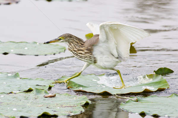 Chinese Pond Heron Stock photo © art9858