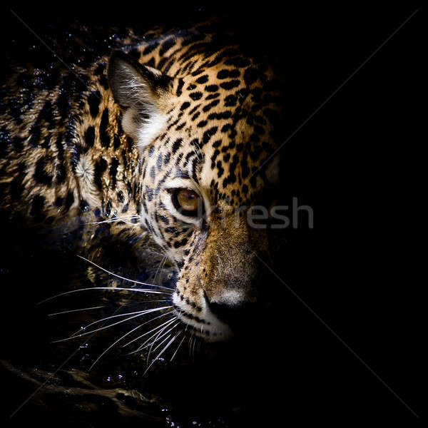 Jaguar portret ochi natură fundal tigru Imagine de stoc © art9858