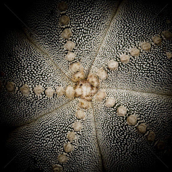 Kaktus wody liści ogród pustyni ziemi Zdjęcia stock © art9858