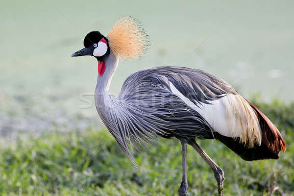 Grey Crowned Crane bird in rainforest Stock photo © art9858