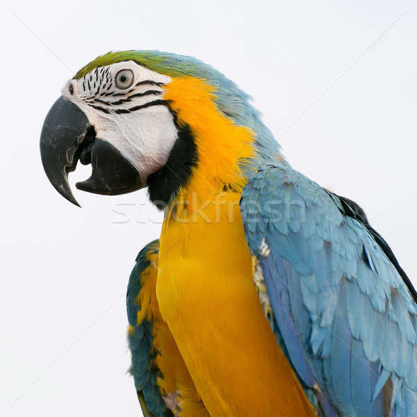 Blue-and-Yellow Macaw (Ara ararauna), also known as the Blue-and Stock photo © art9858