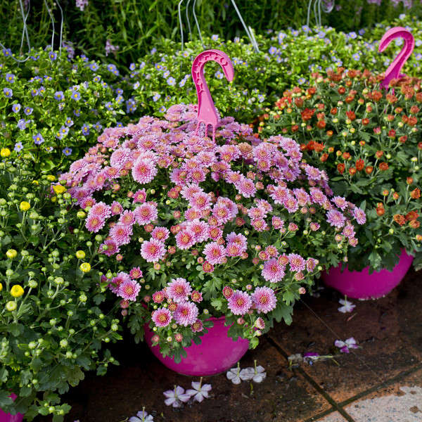 Stock photo: The shop of plant and trees for gardening