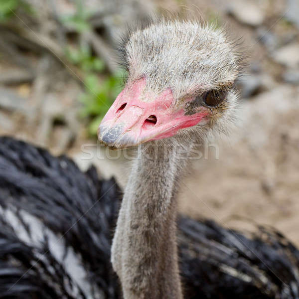 Ostrich head closeup - top view Stock photo © art9858