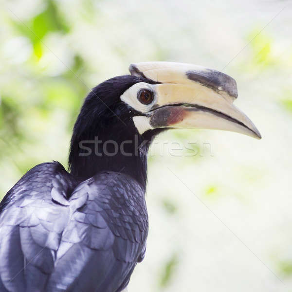 Close up Hornbill in wild Stock photo © art9858