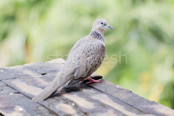 Emerald Spotted Dove Stock photo © art9858