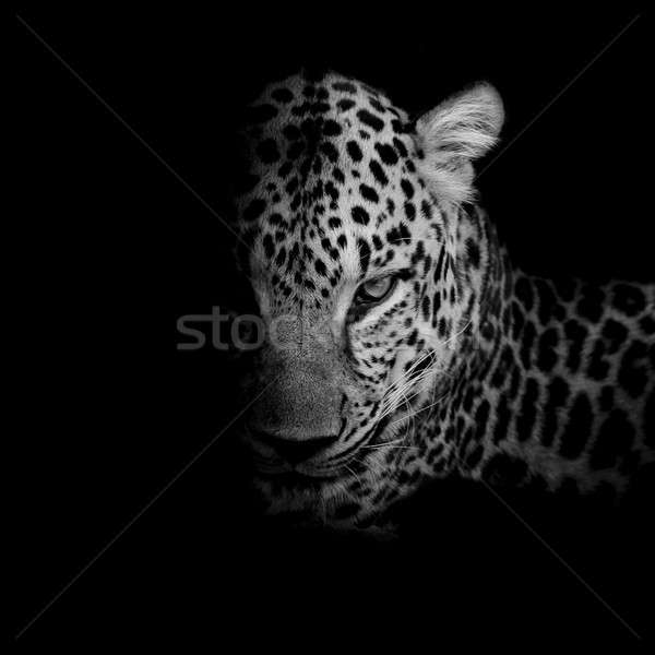 Fekete fehér leopárd portré izolált szem Stock fotó © art9858