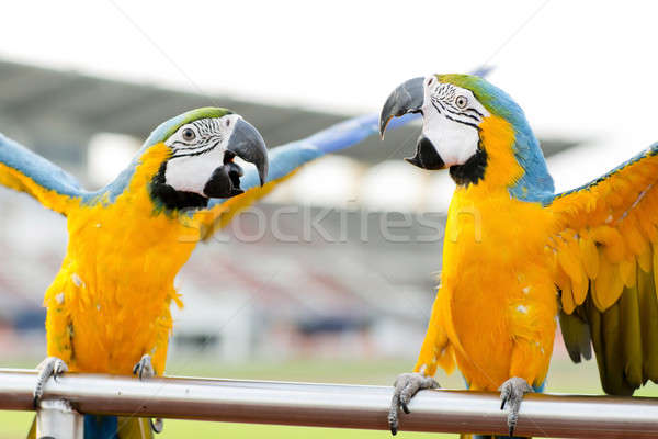 Blue-and-Yellow Macaw (Ara ararauna), also known as the Blue-and Stock photo © art9858