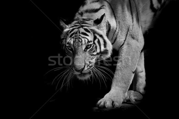 Foto stock: Negro · blanco · tigre · caminando · paso · aislado