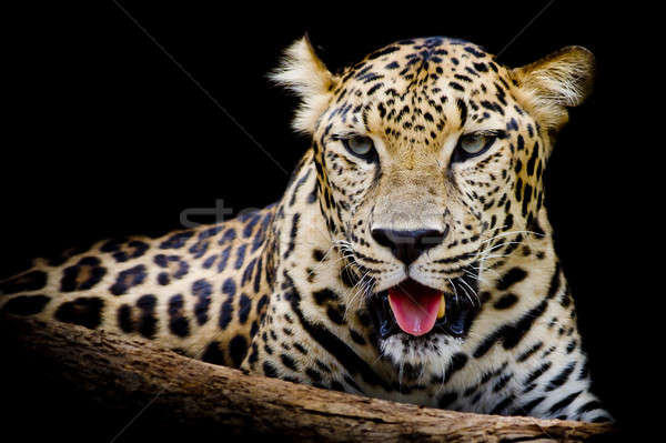 Stockfoto: Luipaard · portret · kat · zwarte · dier · boos