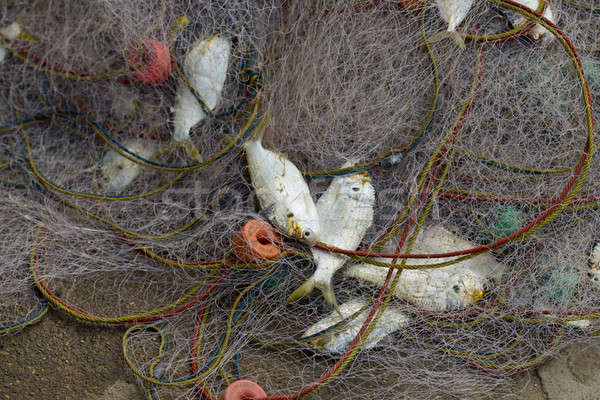 A lot of Fish in fish net. Just caught a lot of fish in a boat. Stock photo © art9858