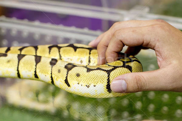 Gold boa in a human hands Stock photo © art9858