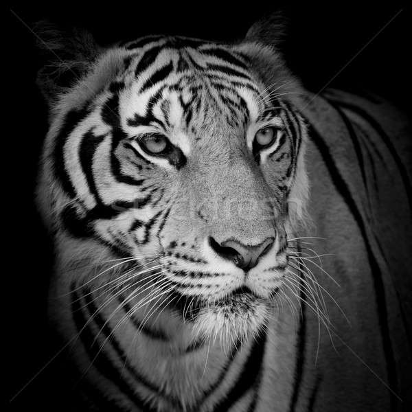 Foto stock: Cara · tigre · isolado · preto · olhos