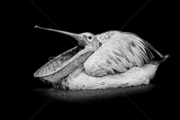 closeup Spotted-billed Pelecan Bird Stock photo © art9858