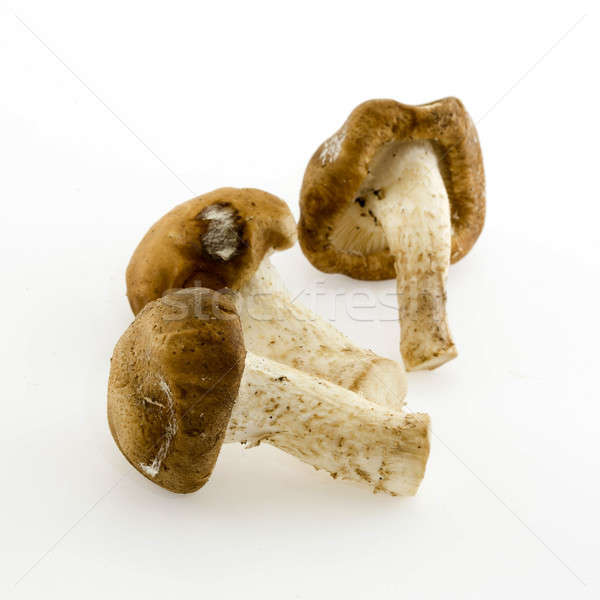 Stock photo: Dried Chinese mushroom on the White background