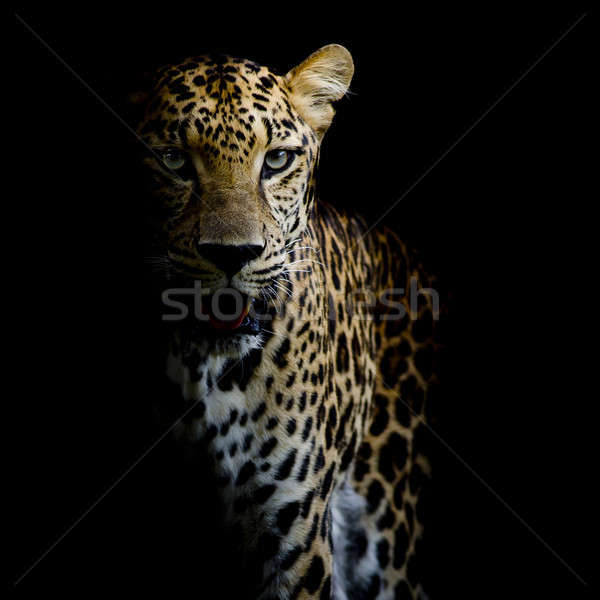 Сток-фото: Leopard · портрет · дерево · кошки · рот