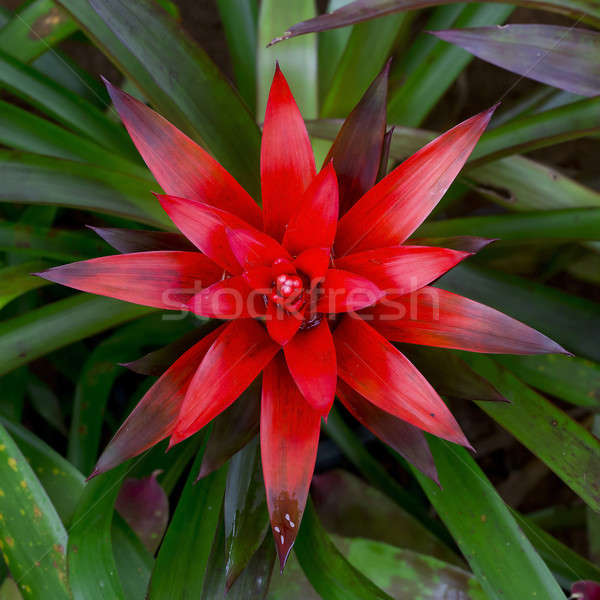 Red Bromeliads Stock photo © art9858