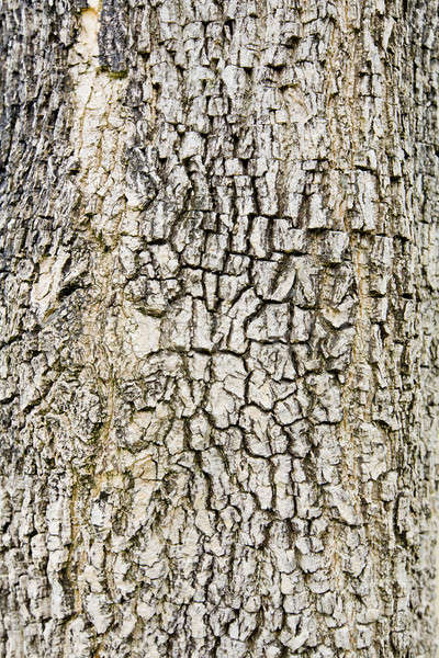 Old Wood. Seamless Tileable Texture. Stock photo © art9858