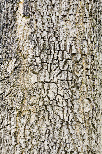 Stock photo: Old Wood. Seamless Tileable Texture.