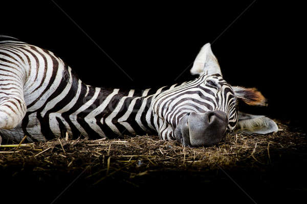 Zebra/African Zebra sleeping on field. Stock photo © art9858